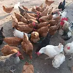 Nad Potokiem *