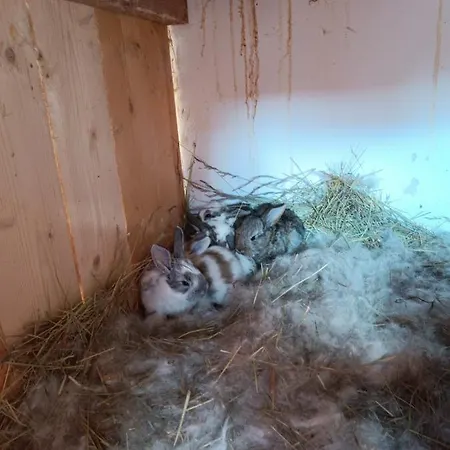 Nad Potokiem Apartment