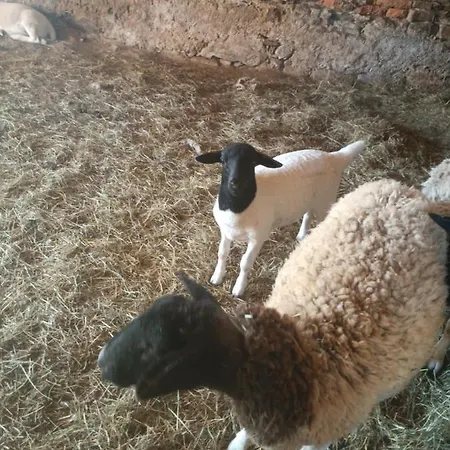 Nad Potokiem Domaszkow