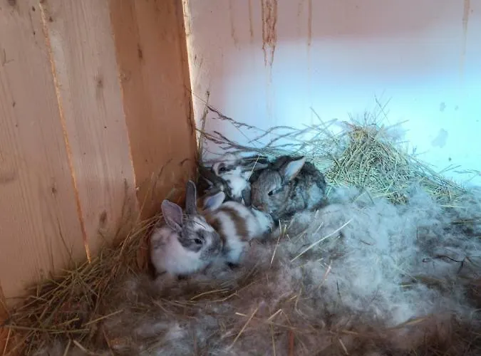 Nad Potokiem Apartment